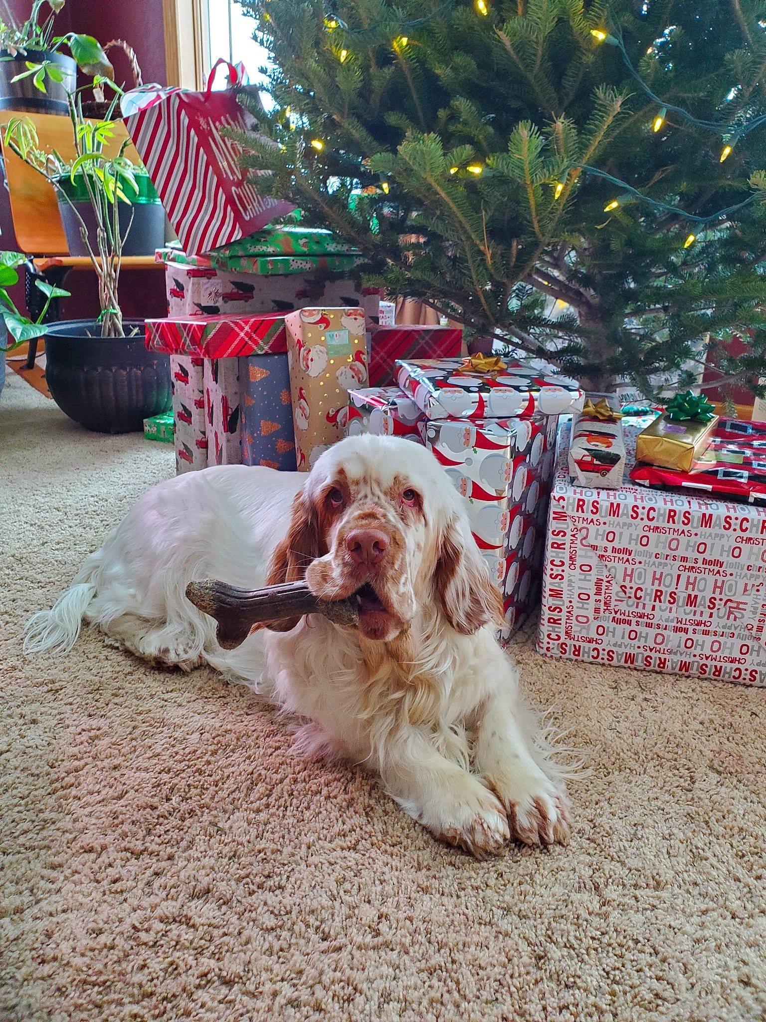 Willow is registered to the contest to win money with this photo: canidae, carnivore, christmas, clumber_spaniel, companion_dog, dog, dog_breed, grand_basset_griffon_vendeen, home, mammal, petit_basset_griffon_vendeen, spaniel, spinone_italiano, sporting_group, tree, vertebrate