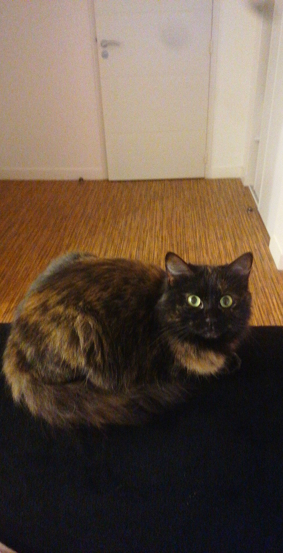 Minie participe au concours pour gagner de l'argent avec cette photo : asian, asian_semi_longhair, british_semi_longhair, carnivore, cat, domestic_long_haired_cat, domestic_short_haired_cat, european_shorthair, felidae, fur, mammal, small_to_medium_sized_cats, tail, whiskers