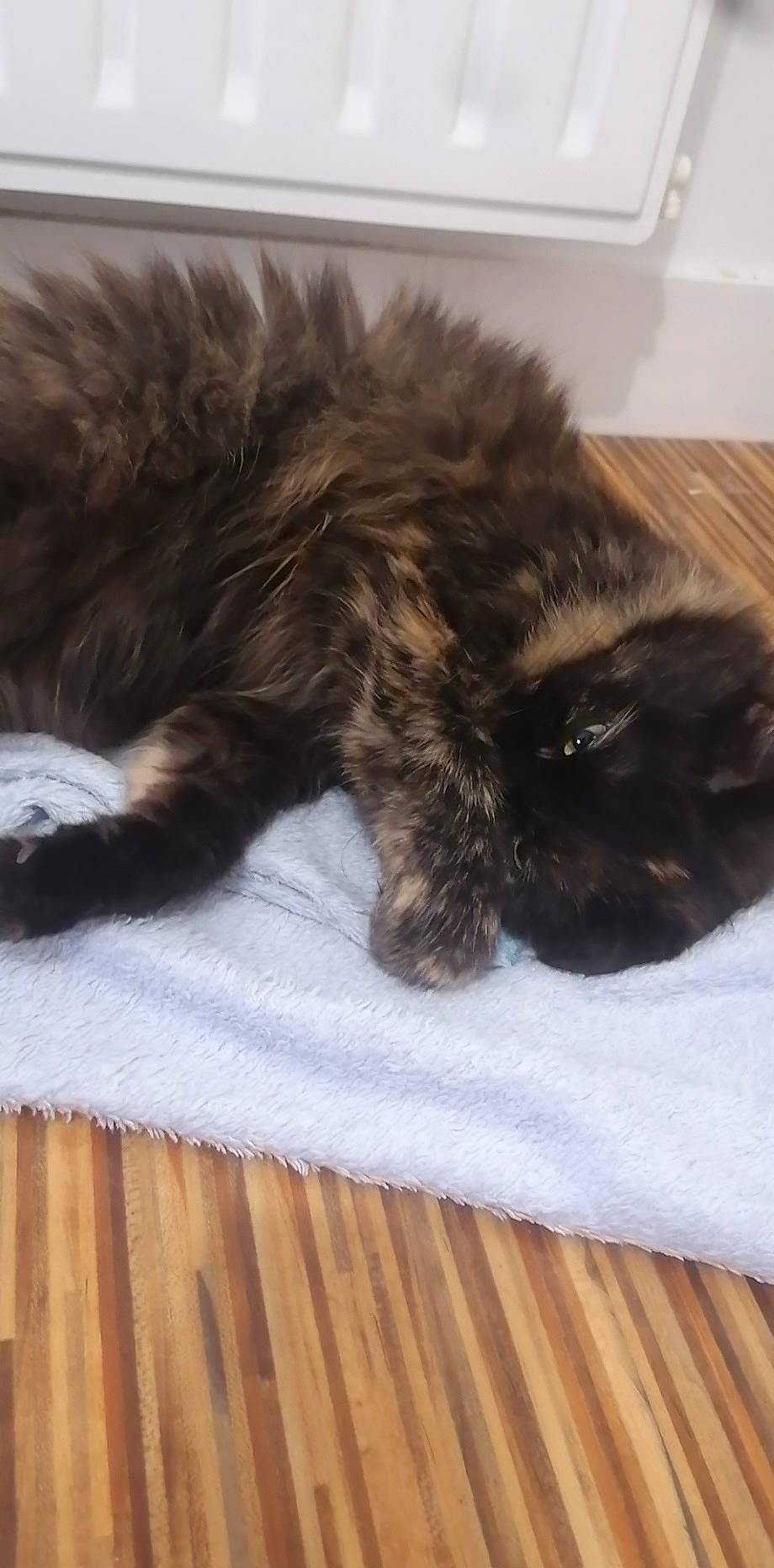 Minie participe au concours pour gagner de l'argent avec cette photo : carnivore, cat, claw, domestic_long_haired_cat, felidae, fur, kitten, maine_coon, nap, norwegian_forest_cat, paw, persian, sleep, small_to_medium_sized_cats, tail, whiskers