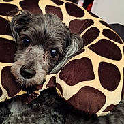 Precious is registered to the contest to win money with this photo: dog, pet, necktie_pillow, giraffe_pattern, gray_fur, indoor, cozy, sleepy, cute, animal, resting, closeup, couch, furniture, home, comfort, soft, fur, relaxed, portrait