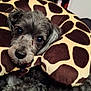 dog, pet, necktie_pillow, giraffe_pattern, gray_fur, indoor, cozy, sleepy, cute, animal, resting, closeup, couch, furniture, home, comfort, soft, fur, relaxed, portrait