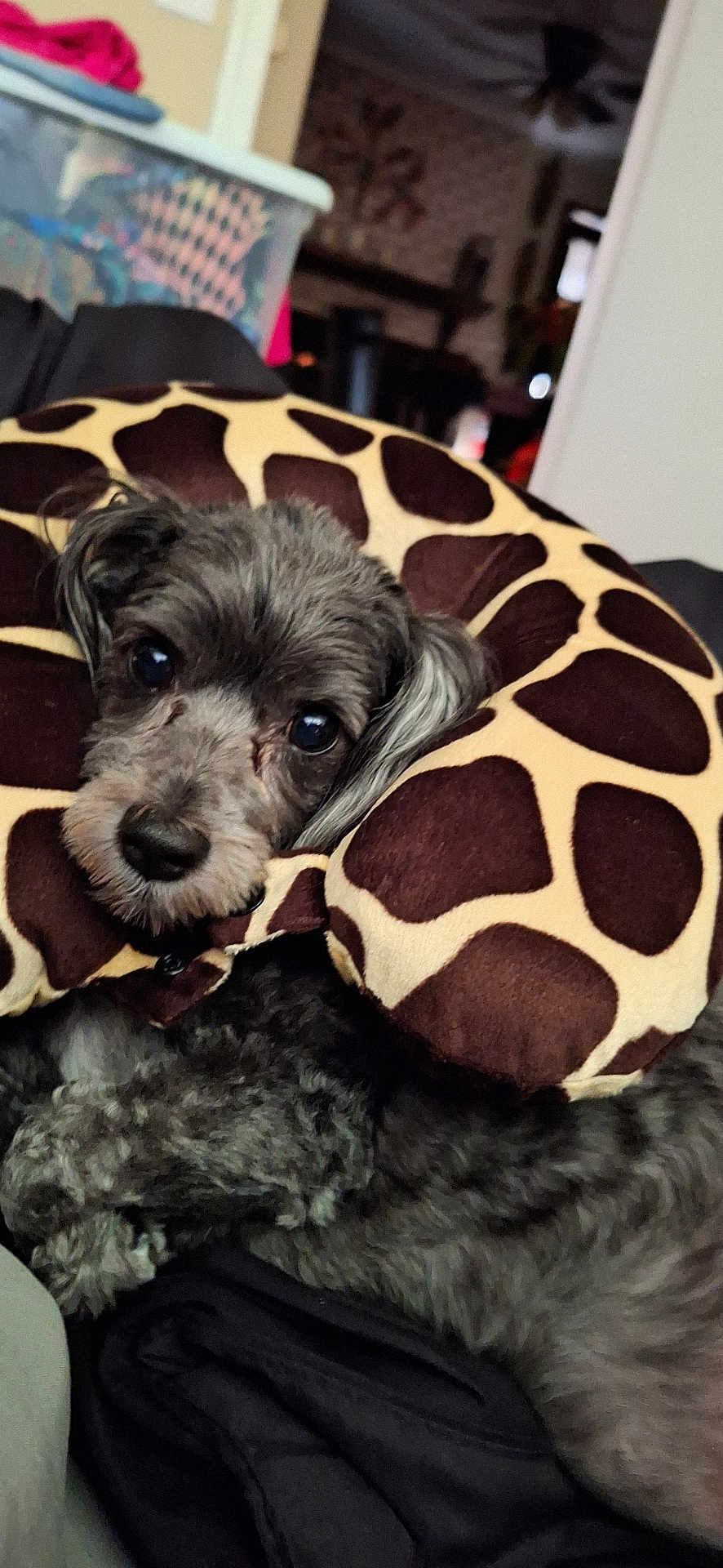 Precious is registered to the contest to win money with this photo: dog, pet, necktie_pillow, giraffe_pattern, gray_fur, indoor, cozy, sleepy, cute, animal, resting, closeup, couch, furniture, home, comfort, soft, fur, relaxed, portrait