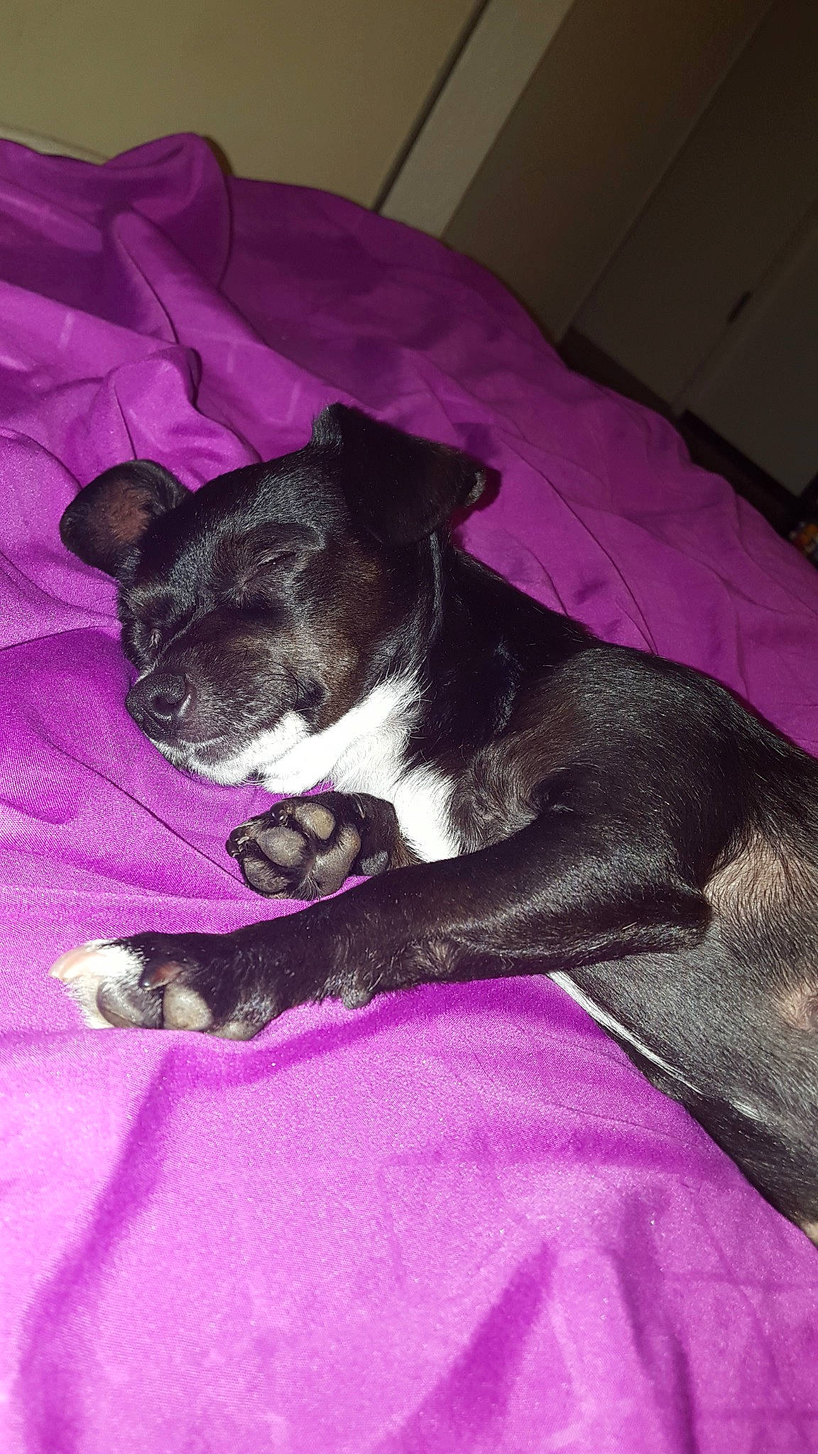 Jetta is registered to the contest to win money with this photo: american_staffordshire_terrier, canidae, carnivore, companion_dog, dog, dog_breed, fawn, mammal, non_sporting_group, pink, puppy, purple, snout, sporting_group, staffordshire_bull_terrier, whiskers
