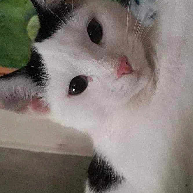 Mia a rejoint le concours — aidez-le/la à gagner de superbes lots ! abyssinian, angora, animal, bodypart, cat, couch, furniture, indoors, kitten, manx, mouth, person, pet, siamese, sleeping, snout, teeth, tongue, white