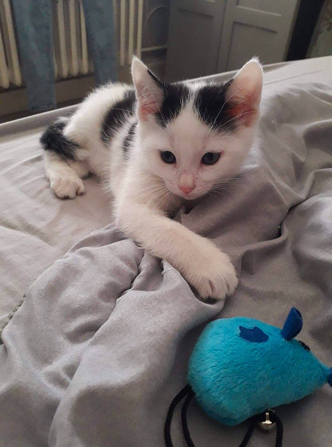 Mia participe au concours pour gagner de l'argent avec cette photo : blue, carnivore, cat, comfort, domestic_short_haired_cat, electric_blue, felidae, foot, fur, linens, mammal, paw, small_to_medium_sized_cats, snout, stuffed_toy, tail, toy, vertebrate, whiskers, white