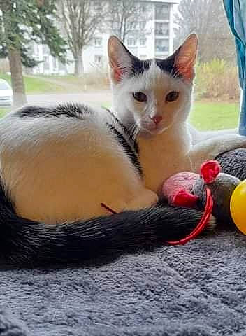 Mia participe au concours pour gagner de l'argent avec cette photo : carnivore, cat, cat_toy, claw, domestic_short_haired_cat, fawn, felidae, fur, grass, paw, photo_caption, sitting, small_to_medium_sized_cats, snout, tail, toy, tree, whiskers