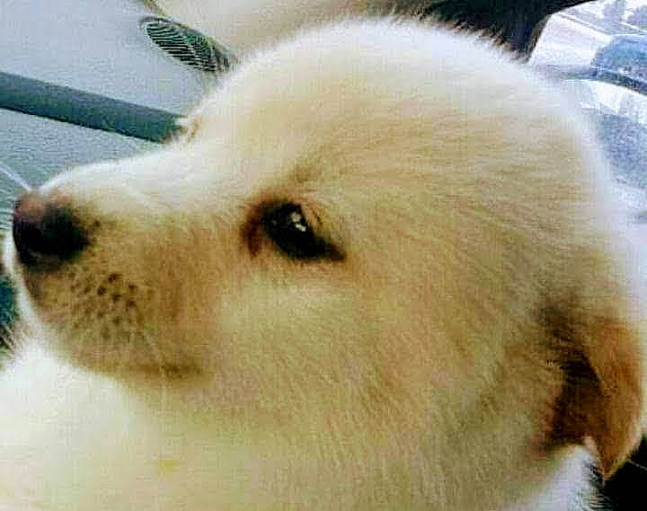 Baby joined the competition — help win amazing prizes! ancient_dog_breeds, canidae, carnivore, collar, companion_dog, dog, dog_breed, ear, fawn, fur, giant_dog_breed, non_sporting_group, puppy, snout, sporting_group, terrestrial_animal, volpino_italiano, whiskers, wildlife, working_animal