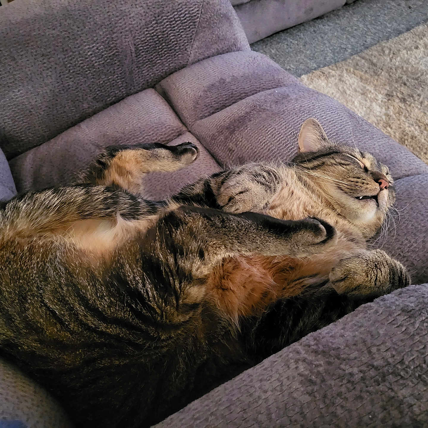 Pepper joined the competition — help win amazing prizes! animal, carpet, cat, comfort, couch, cozy, cute, domestic_animal, feline, fur, home_interior, indoor, mammal, paws, pet, relaxed, resting, sleeping, tabby_cat, whiskers