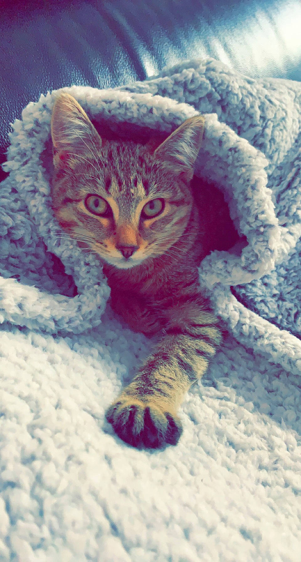 Biboone participe au concours pour gagner de l'argent avec cette photo : carnivore, cat, domestic_short_haired_cat, electric_blue, fawn, felidae, freezing, fur, iris, landscape, paw, small_to_medium_sized_cats, snout, snow, tail, terrestrial_animal, tree, whiskers, wildlife, winter