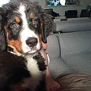 Alya participe au concours pour gagner de l'argent avec cette photo : dog, puppy, bernese_mountain_dog, indoor, living_room, couch, furniture, cozy, fur, black_fur, white_fur, brown_fur, pet, animal, cute, looking, person, legs, soft_light, home