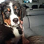 dog, puppy, bernese_mountain_dog, indoor, living_room, couch, furniture, cozy, fur, black_fur, white_fur, brown_fur, pet, animal, cute, looking, person, legs, soft_light, home