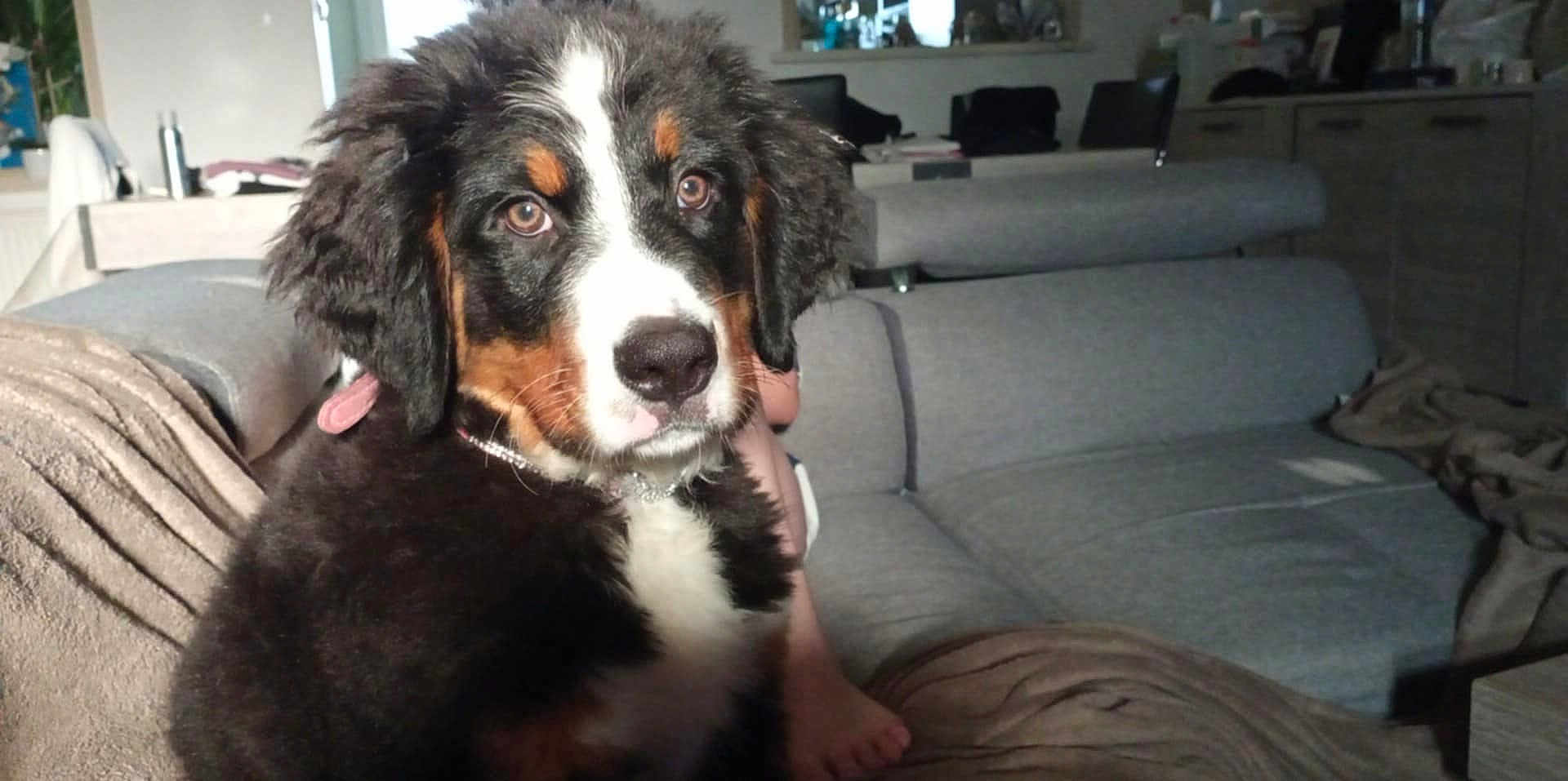 Alya participe au concours pour gagner de l'argent avec cette photo : dog, puppy, bernese_mountain_dog, indoor, living_room, couch, furniture, cozy, fur, black_fur, white_fur, brown_fur, pet, animal, cute, looking, person, legs, soft_light, home