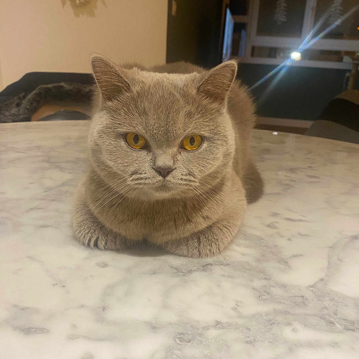 Maya participe au concours pour gagner de l'argent avec cette photo : amber_eyes, animal, calm, cat, close_up, domestic_animal, ears, face, feline, fur, gray_cat, indoor, loaf_position, looking, marble_table, pet, resting, table, whiskers, yellow_eyes