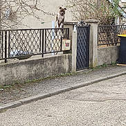 Alès a rejoint le concours — aidez-le/la à gagner de superbes lots ! alley, animal, architecture, building, canine, city, dog, gate, hound, husky, outdoors, path, person, pet, road, street, tarmac, urban, walkway, wall