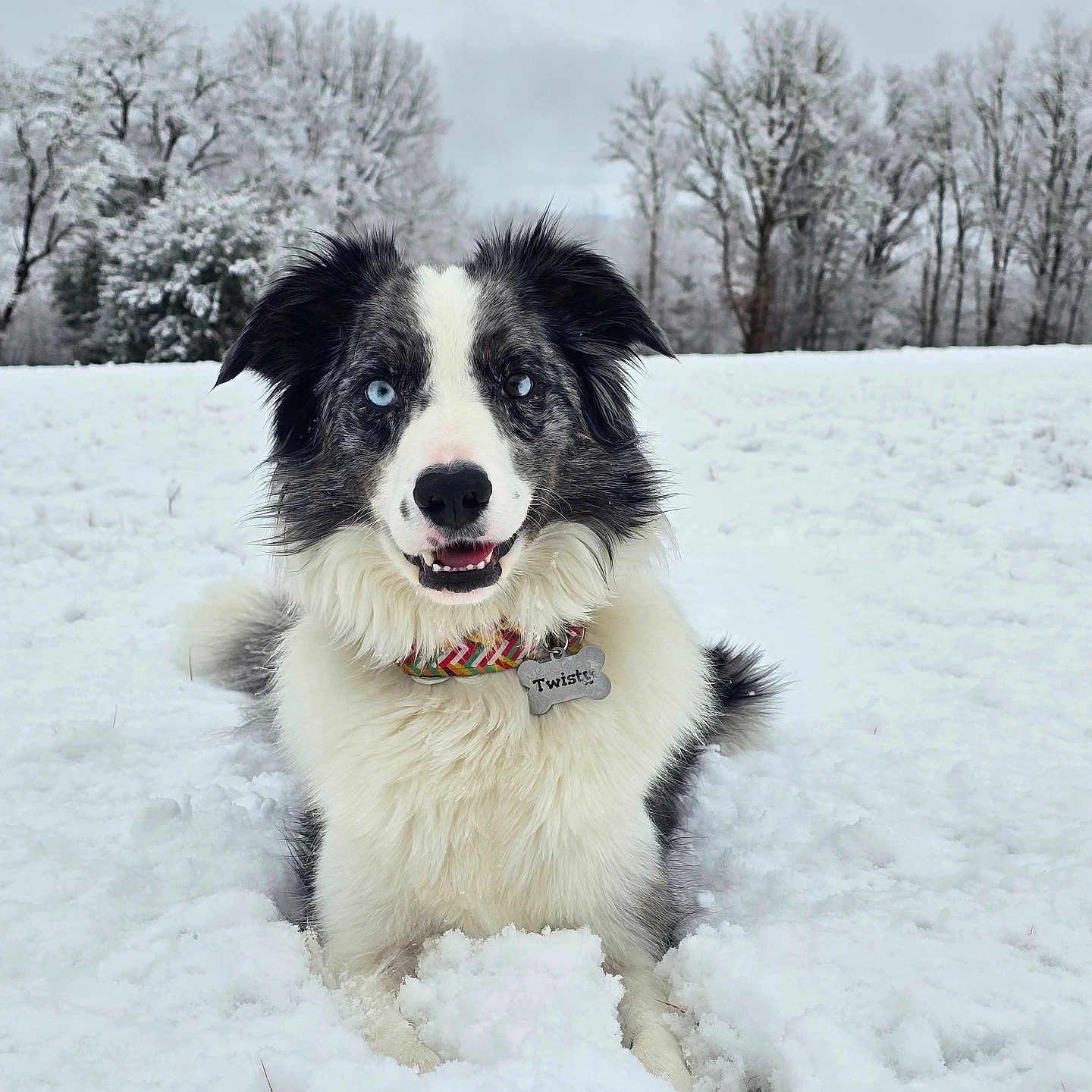 Twisty participe au concours pour gagner de l'argent avec cette photo : animal, blizzard, bodypart, canine, collie, dog, eskimodog, husky, ice, nature, outdoors, pet, plant, puppy, snow, storm, terrier, tree, whitedog, winter