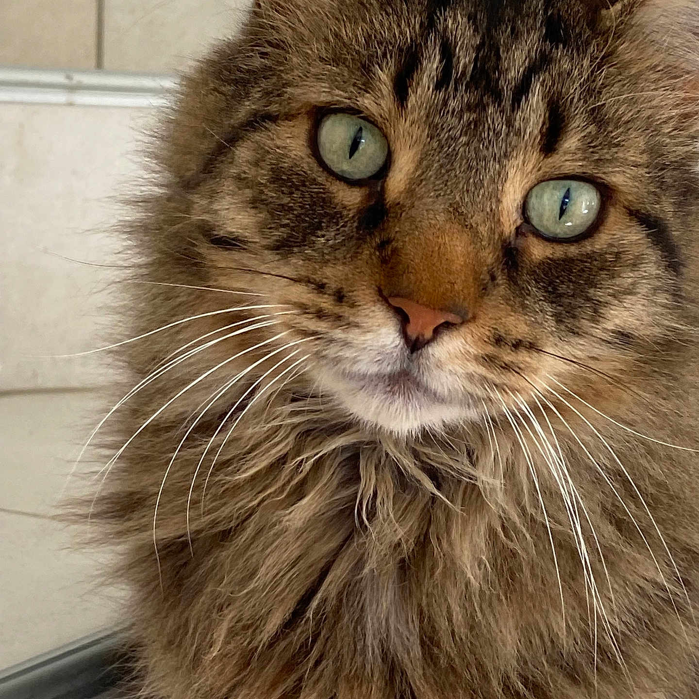Sundee a rejoint le concours — aidez-le/la à gagner de superbes lots ! animal, cat, close_up, cute, domestic_cat, ears, face, feline, fluffy, fur, green_eyes, indoor, long_hair, looking, mammal, nose, pet, portrait, tabby, whiskers