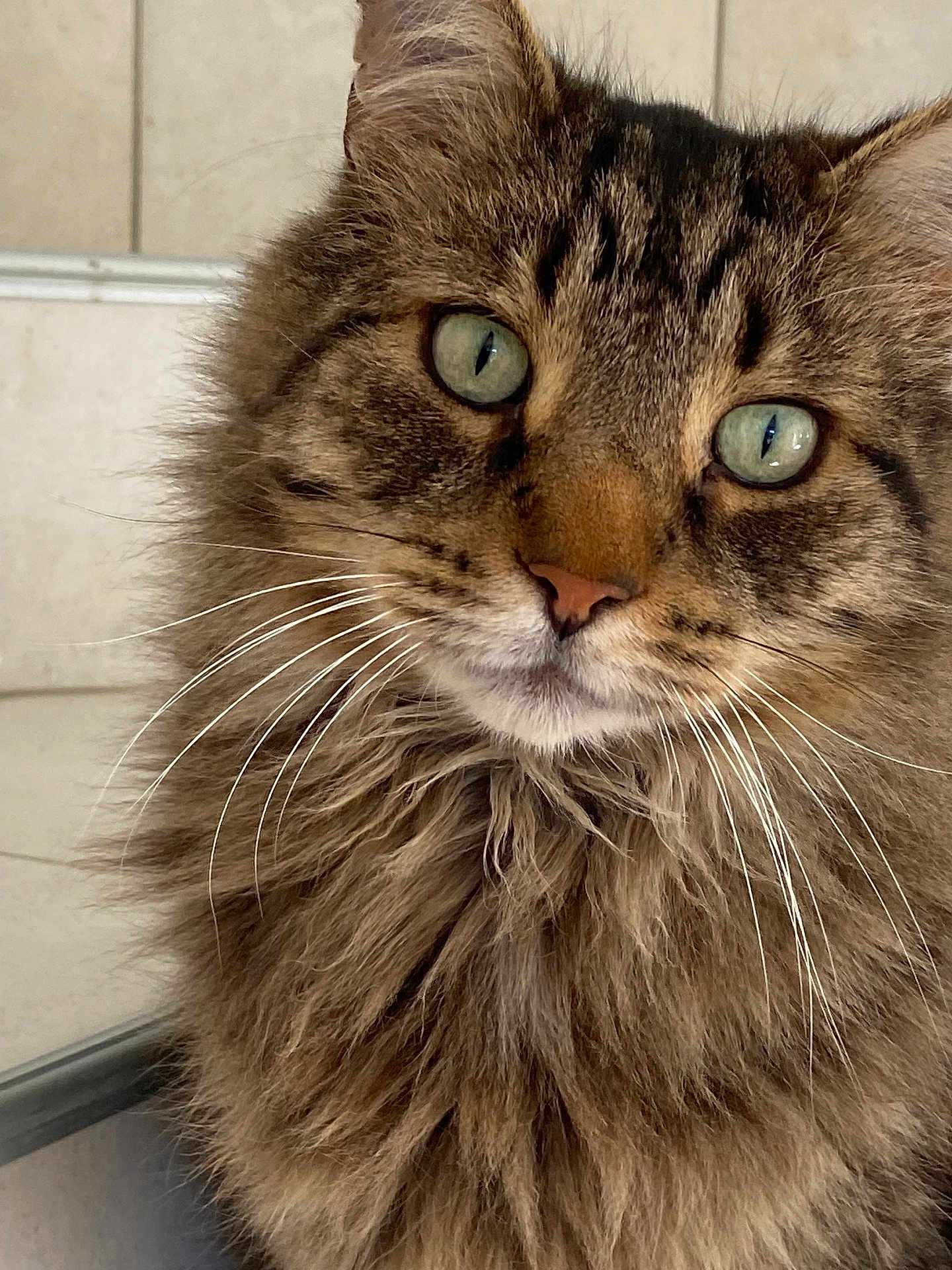 Sundee a rejoint le concours — aidez-le/la à gagner de superbes lots ! cat, tabby, fluffy, green_eyes, whiskers, fur, close_up, pet, animal, indoor, portrait, feline, cute, mammal, face, nose, ears, long_hair, looking, domestic_cat