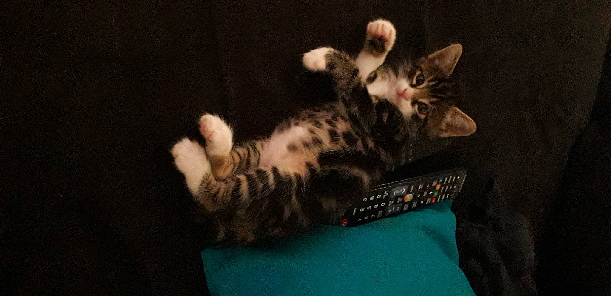 Coco a rejoint le concours — aidez-le/la à gagner de superbes lots ! bed, carnivore, cat, claw, comfort, darkness, domestic_short_haired_cat, felidae, fur, laptop, paw, remote_control, room, small_to_medium_sized_cats, snout, tail, whiskers, wildlife