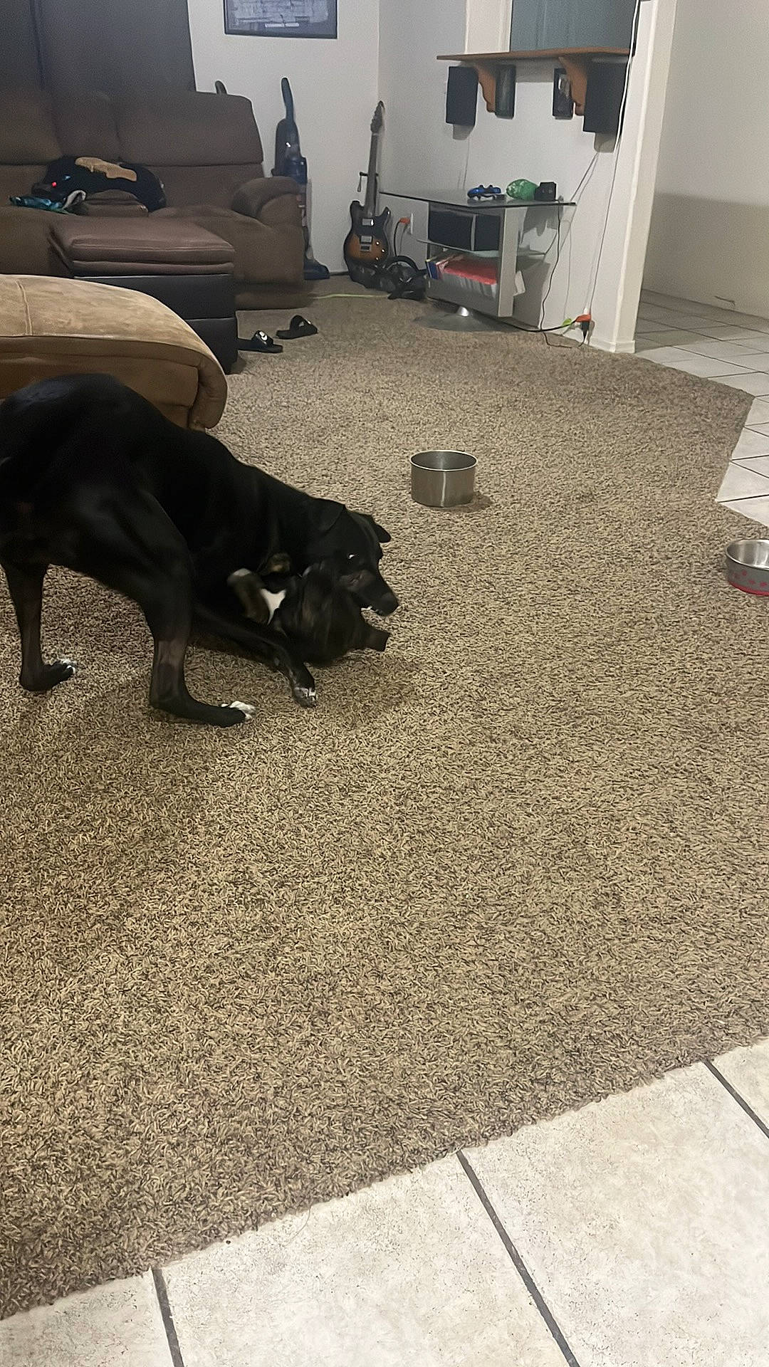 Domino is registered to the contest to win money with this photo: asphalt, black, carnivore, carpet, comfort, companion_dog, couch, dog, dog_breed, floor, flooring, grass, grey, hardwood, houseplant, road_surface, tail, tints_and_shades, wood, working_animal