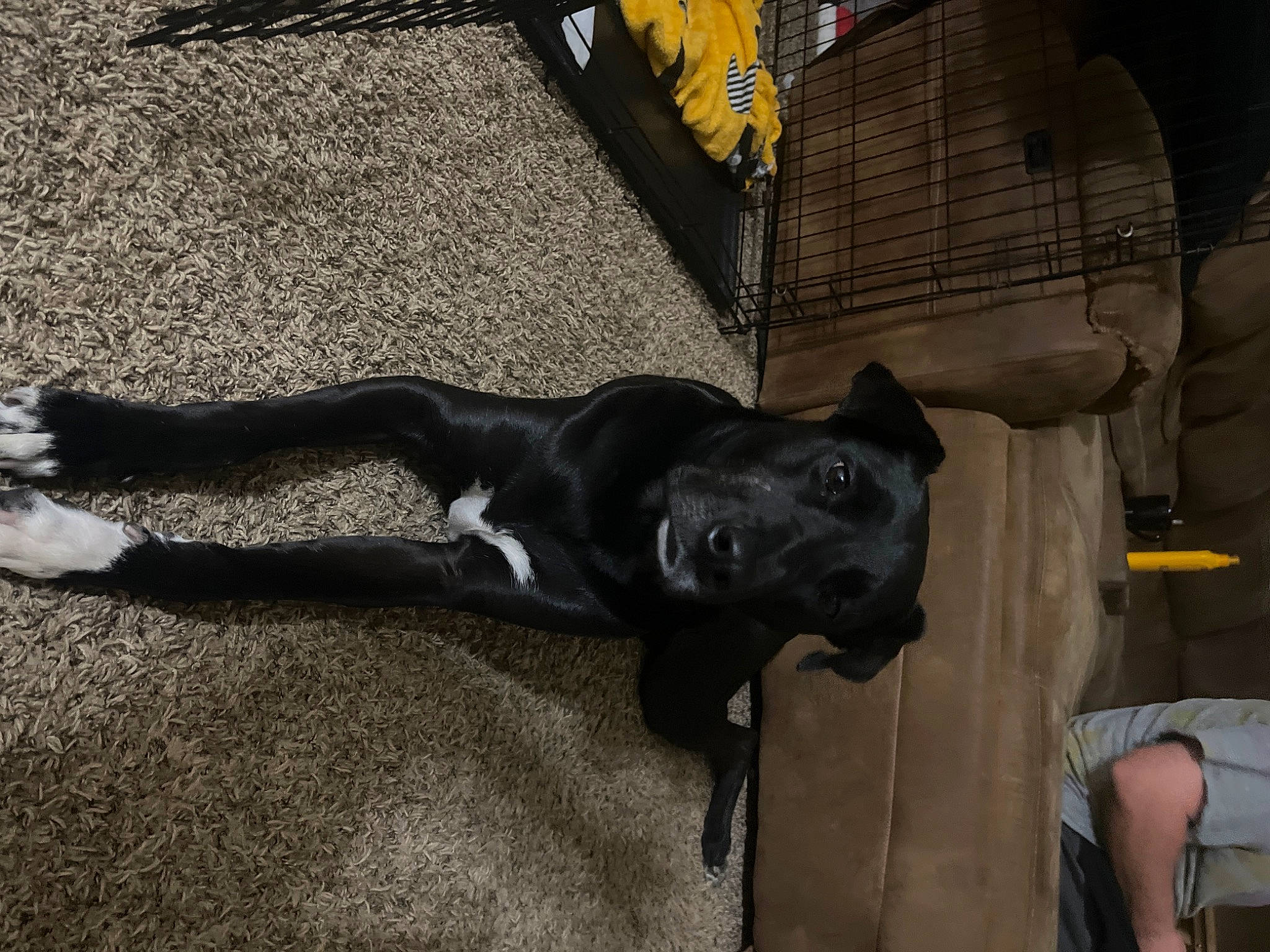 Domino joined the competition — help win amazing prizes! borador, canidae, carnivore, comfort, companion_dog, dog, dog_breed, fawn, flooring, fur, guard_dog, non_sporting_group, road_surface, shadow, snout, sporting_group, tail, terrestrial_animal, working_animal