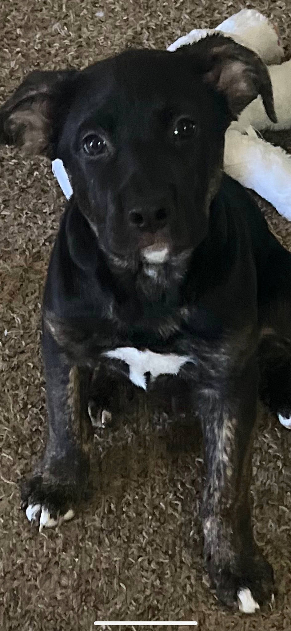 Moose joined the competition — help win amazing prizes! borador, canidae, carnivore, companion_dog, dog, dog_breed, fawn, fur, non_sporting_group, snout, sporting_group, terrestrial_animal, whiskers, working_animal