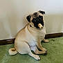 baseboard, canine, carpet, chew, collar, curled_tail, dog, domestic_animal, fawn_coat, guilty_look, indoor, looking_up, paw, pet, pug, short_muzzle, sitting, treat, wall, wrinkled_face