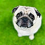 Pearl is registered to the contest to win money with this photo: adorable, animal, bokeh, brown_eyes, close_up, cute, dog, expression, eyes, furry, grass, looking_up, nose, outdoor, pet, portrait, pug, sitting, snout, whiskers
