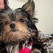 Tititte participe au concours pour gagner de l'argent avec cette photo : dog, small_dog, wet_fur, pink_harness, pet_tag, close_up, indoor, person_partial, ear, nose, whiskers, portrait, furry, leopard_print, blanket, cute, toy_or_tag, brown_black_fur, looking_at_camera, companion