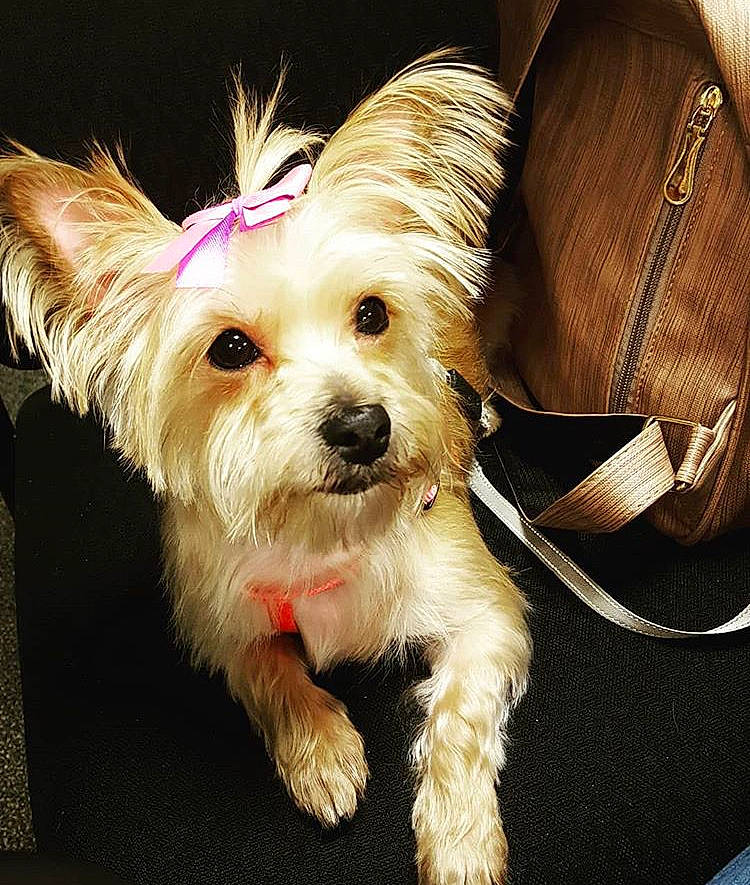 Leslie is registered to the contest to win money with this photo: biewer_terrier, cairn_terrier, canidae, carnivore, companion_dog, dog, dog_breed, ear, maltepoo, mammal, morkie, puppy, rare_breed_dog, small_terrier, snout, terrier, toy_dog, vertebrate, west_highland_white_terrier, yorkshire_terrier