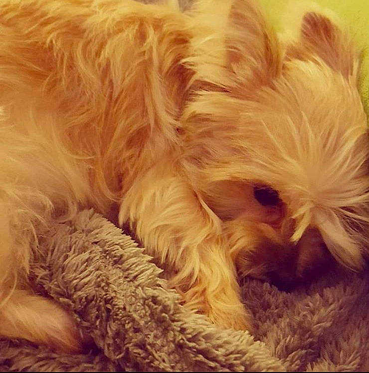 Leslie joined the competition — help win amazing prizes! canidae, carnivore, cockapoo, companion_dog, dog, dog_breed, ear, fawn, fur, glen_of_imaal_terrier, irish_soft_coated_wheaten_terrier, morkie, puppy, puppy_love, schnoodle, small_terrier, terrier, toy_dog, west_highland_white_terrier, yorkshire_terrier