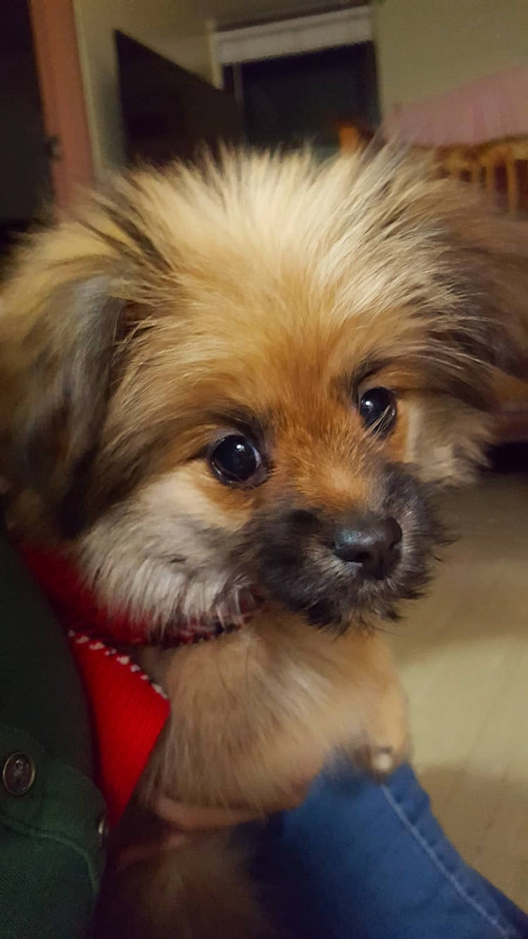 Chiki is registered to the contest to win money with this photo: border_terrier, canidae, carnivore, chinese_imperial_dog, companion_dog, dog, dog_breed, lhasa_apso, mammal, morkie, puppy, puppy_love, rare_breed_dog, schnoodle, shih_tzu, snout, tibetan_spaniel, toy_dog, vertebrate, yorkipoo