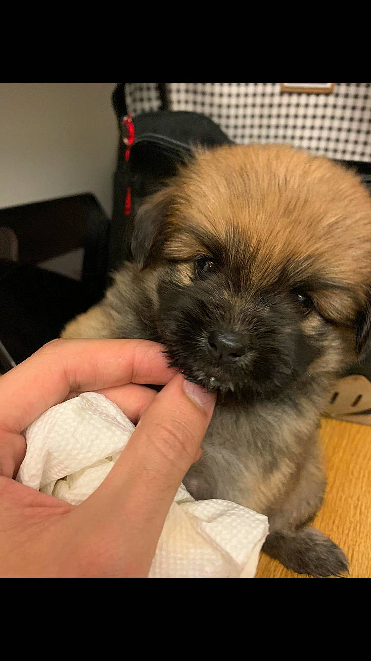 Chiki is registered to the contest to win money with this photo: cairn_terrier, canidae, carnivore, chinese_imperial_dog, companion_dog, dog, dog_breed, fawn, lhasa_apso, mammal, morkie, non_sporting_group, puppy, puppy_love, rare_breed_dog, shih_tzu, snout, tibetan_spaniel, toy_dog, vertebrate