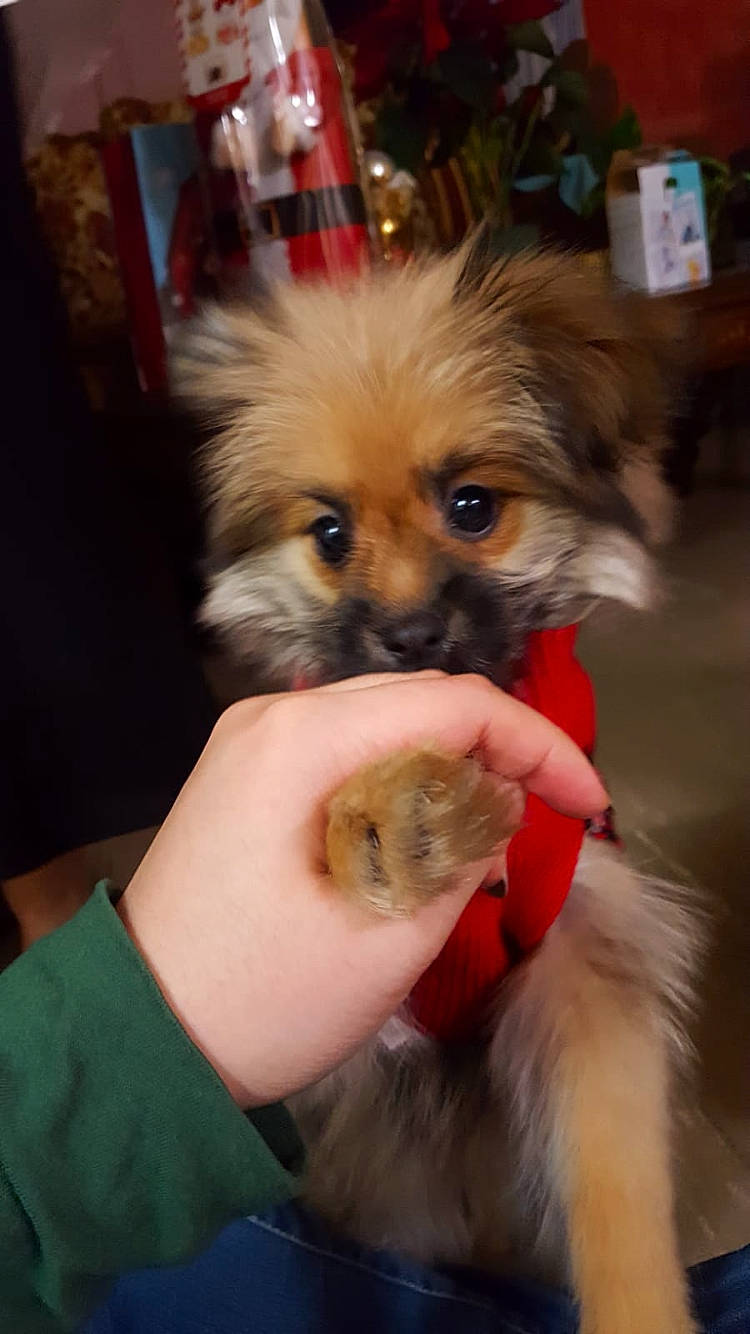 Chiki joined the competition — help win amazing prizes! canidae, carnivore, companion_dog, dog, dog_breed, fawn, german_spitz, german_spitz_klein, non_sporting_group, pomeranian, puppy, puppy_love, rare_breed_dog, shih_tzu, snout, spitz, sporting_group, tibetan_spaniel, toy_dog, yorkipoo