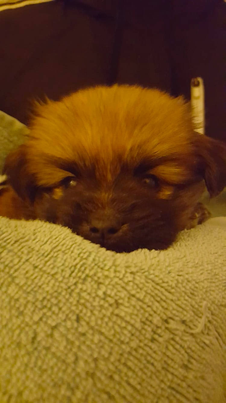 Chiki joined the competition — help win amazing prizes! canidae, carnivore, companion_dog, dog, dog_breed, fawn, lhasa_apso, mammal, norfolk_terrier, pomeranian, puppy, shih_tzu, snout, sporting_group, tibetan_spaniel, toy_dog