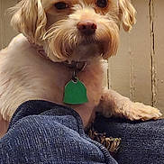 Faith is registered to the contest to win money with this photo: animal, background, blanket, closeup, collar, companion, cozy, cute, dog, fur, indoor, light, paw, pet, portrait, relaxed, resting, tag, texture, wood