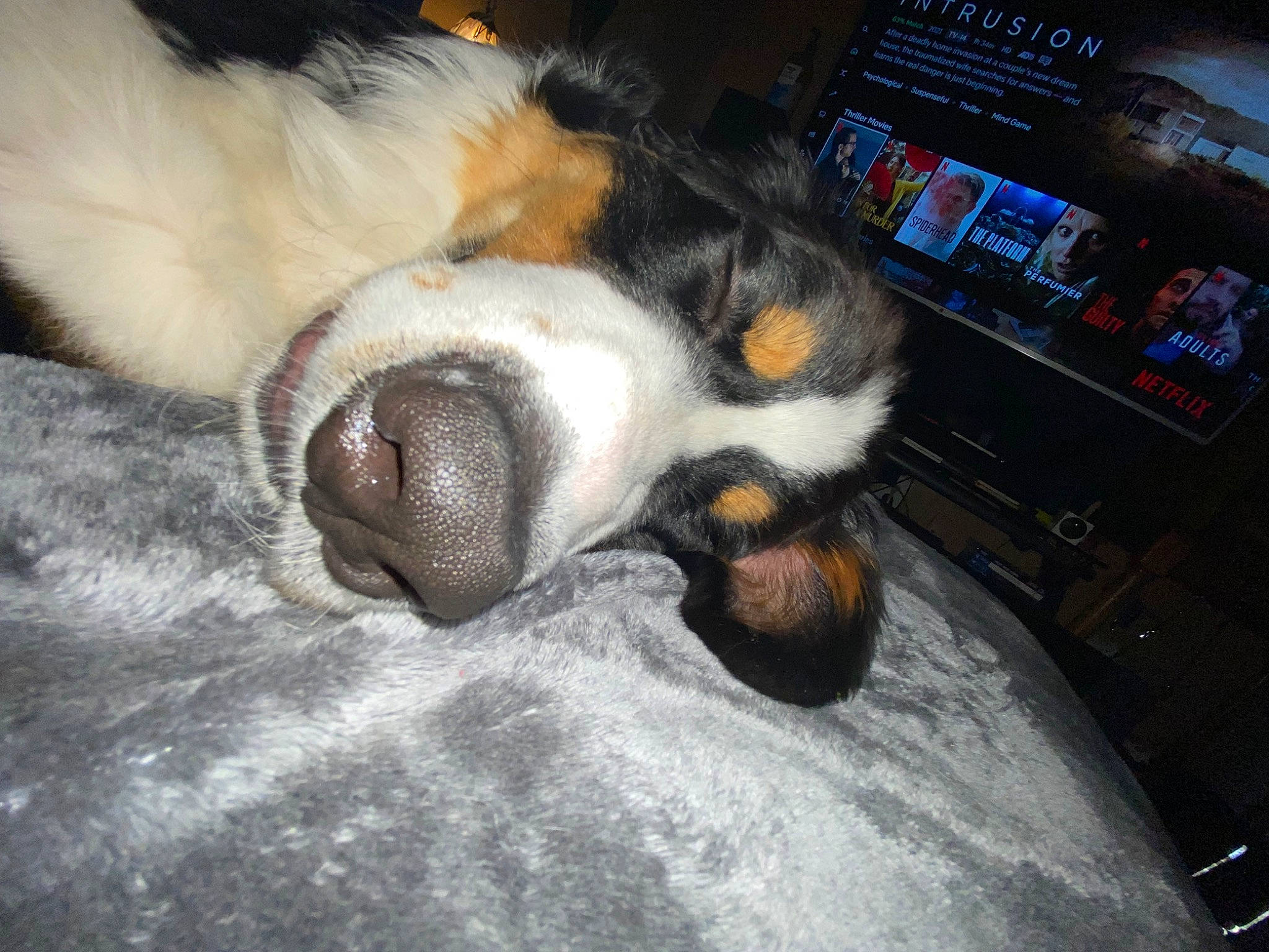 Bandit is registered to the contest to win money with this photo: canidae, carnivore, claw, comfort, companion_dog, dog, dog_breed, fur, nap, paw, snout, sporting_group, terrestrial_animal, whiskers