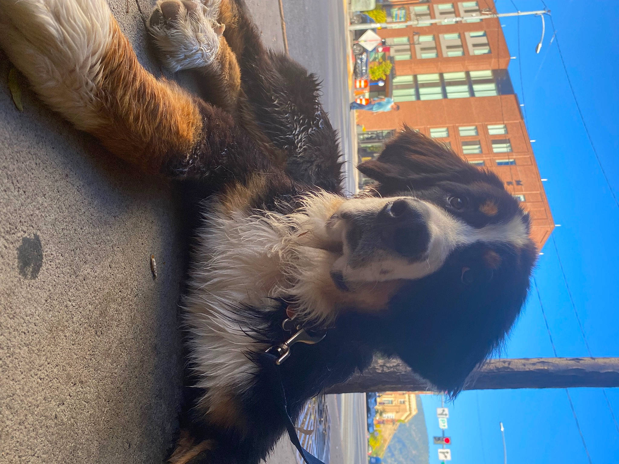 Bandit is registered to the contest to win money with this photo: canidae, claw, dog_breed, electric_blue, foot, fur, human_leg, natural_material, sky, sporting_group, tail, terrestrial_animal, vertebrate