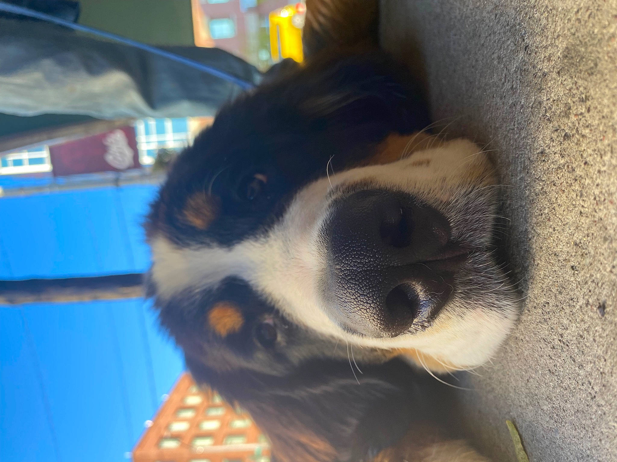 Bandit joined the competition — help win amazing prizes! beaglier, canidae, carnivore, comfort, companion_dog, dog, dog_breed, dog_supply, fawn, fur, non_sporting_group, paw, pet_supply, snout, sporting_group, terrestrial_animal, whiskers, window, working_animal, working_dog