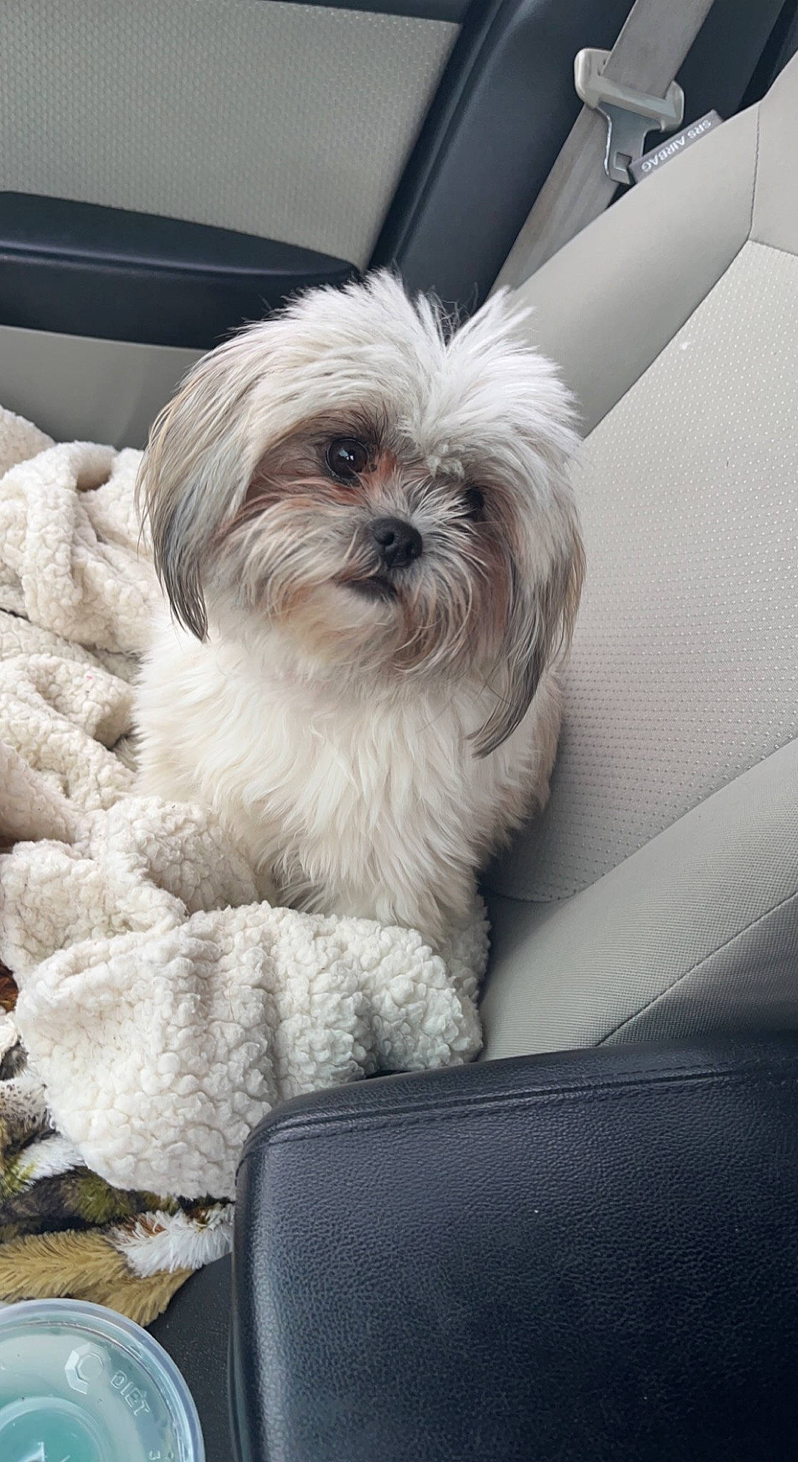 Chloe joined the competition — help win amazing prizes! canidae, carnivore, comfort, companion_dog, dog, dog_breed, dog_supply, fur, liver, mal_shi, maltepoo, non_sporting_group, shih_poo, shih_tzu, small_terrier, snout, sporting_group, terrier, toy_dog, working_animal