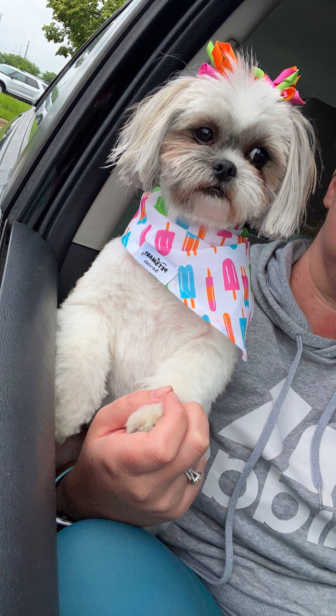 Chloe is registered to the contest to win money with this photo: canidae, carnivore, collar, companion_dog, dog, dog_breed, dog_collar, dog_supply, fawn, fur, leash, liver, mal_shi, maltepoo, pet_supply, shih_tzu, snout, sporting_group, toy_dog, working_animal