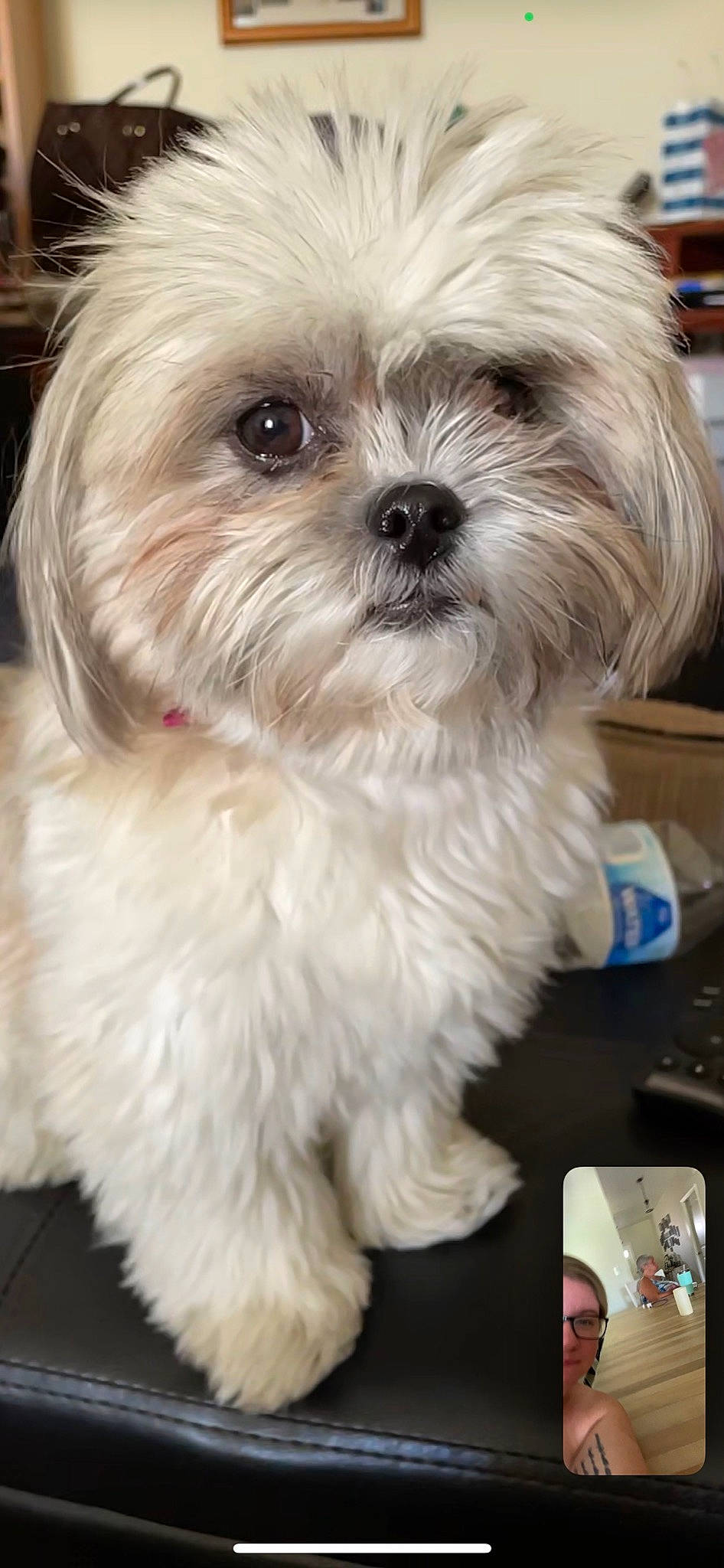 Chloe joined the competition — help win amazing prizes! canidae, carnivore, companion_dog, computer_keyboard, dog, dog_breed, fur, liver, mal_shi, maltepoo, mobile_phone, natural_material, non_sporting_group, shih_poo, shih_tzu, small_terrier, snout, sporting_group, toy_dog, working_animal