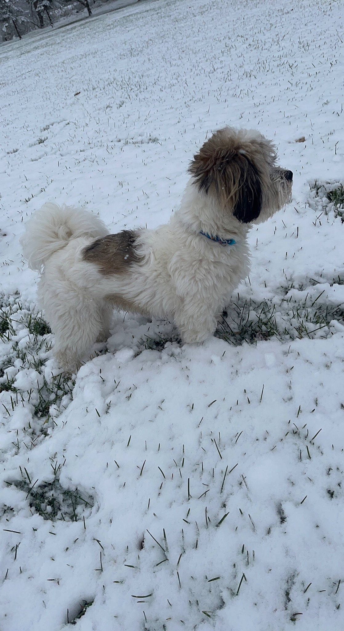 Charlie joined the competition — help win amazing prizes! canidae, carnivore, companion_dog, dog, dog_breed, freezing, fur, liver, non_sporting_group, small_terrier, snout, snow, sporting_group, tail, terrier, toy_dog, winter