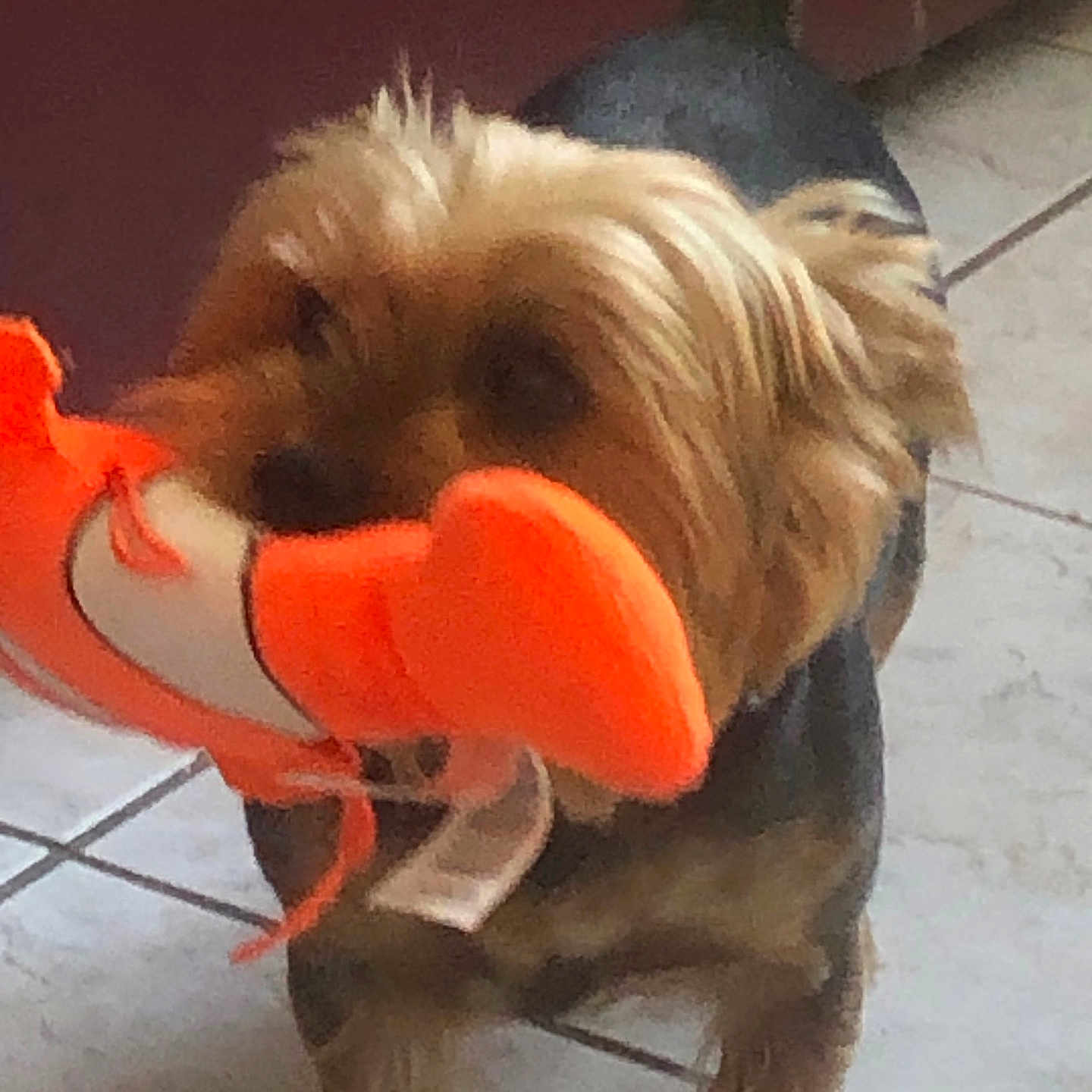 Happy participe au concours pour gagner de l'argent avec cette photo : animal, black_fur, brown_fur, companion, cute, dog, domestic_animal, ears, floor, indoor, indoor_lighting, mouth, pet, playing, plush_toy, small_dog, standing, tile_floor, toy, wall