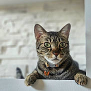 Nemesis participe au concours pour gagner de l'argent avec cette photo : cat, tabby, green_eyes, collar, butterfly_charm, paw, ledg, white_wall, indoor, pet, animal, curious, close_up, feline, whiskers, ears, face, portrait, looking, domestic_cat