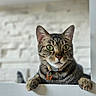 cat, tabby, green_eyes, collar, butterfly_charm, paw, ledg, white_wall, indoor, pet, animal, curious, close_up, feline, whiskers, ears, face, portrait, looking, domestic_cat