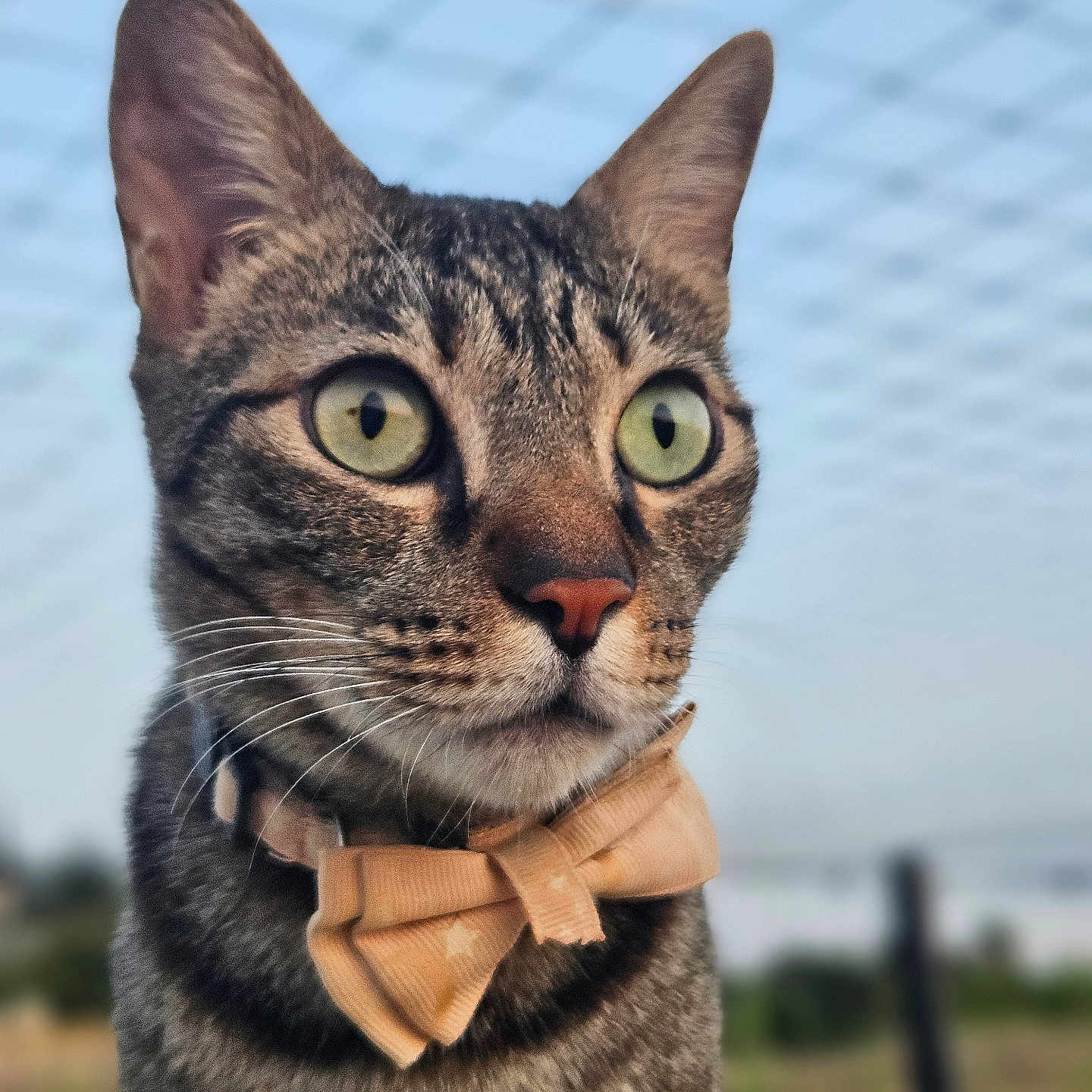 Nemesis participe au concours pour gagner de l'argent avec cette photo : cat, tabby, bow_tie, close_up, outdoor, green_eyes, whiskers, curious, pet, animal, feline, portrait, soft_background, sky, ears, face, fur, domestic_cat, collar, nature