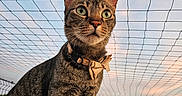 Nemesis a rejoint le concours — aidez-le/la à gagner de superbes lots ! cat, tabby, bow_tie, collar, outdoor, sky, net, rooftop, sunset, pet, animal, fur, whiskers, ears, green_eyes, portrait, cute, feline, curious, nature