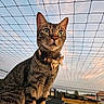 cat, tabby, bow_tie, collar, outdoor, sky, net, rooftop, sunset, pet, animal, fur, whiskers, ears, green_eyes, portrait, cute, feline, curious, nature