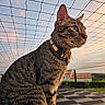 Nemesis participe au concours pour gagner de l'argent avec cette photo : cat, tabby, animal, pet, outdoor, sunset, sky, netting, roof, fence, green_eyes, collar, whiskers, closeup, profile, nature, daylight, fur, mammal, alert