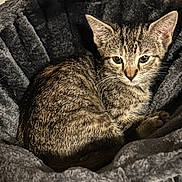 Honey B joined the competition — help win amazing prizes! cat, kitten, tabby, pet, animal, feline, cute, young, gray, soft, bed, cozy, resting, fur, whiskers, ears, indoor, closeup, portrait, relaxed